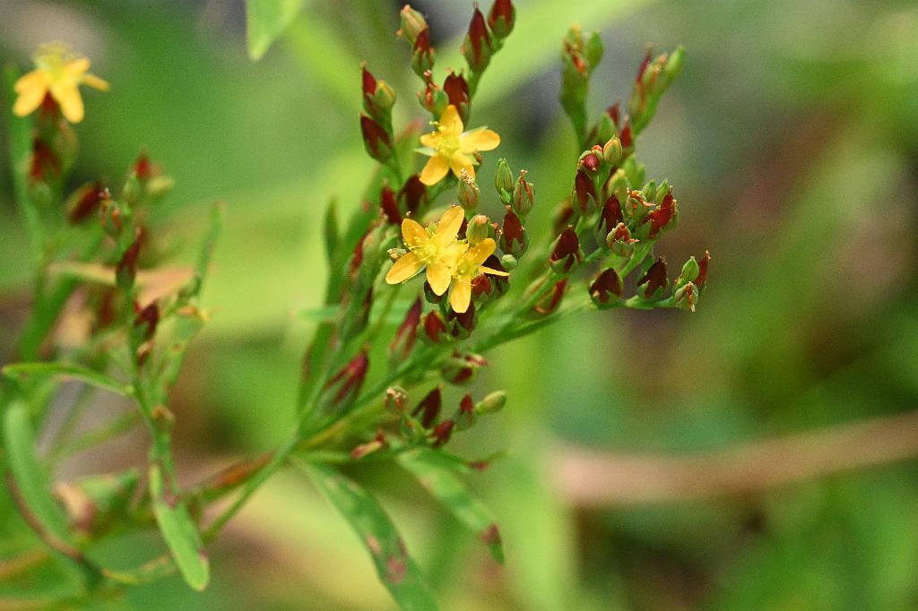 2025-08049977 Broad Meadow Brook, MA.JPG - Orange-grass St. John's Wort (Hypericum gentianoides). Broad Meadow Brook Wildlife Sanctuary, MA, 8-4-2025